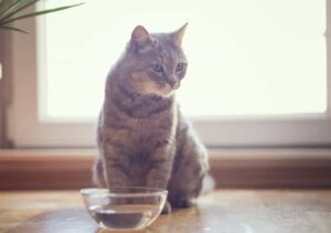 Autism and Hydration: Creative Ways to Encourage Drinking Water