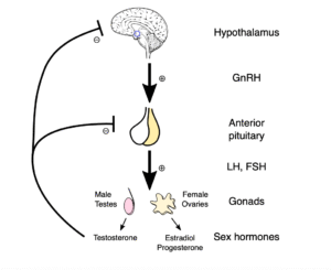 Autism and Hormonal Changes: Puberty and Beyond