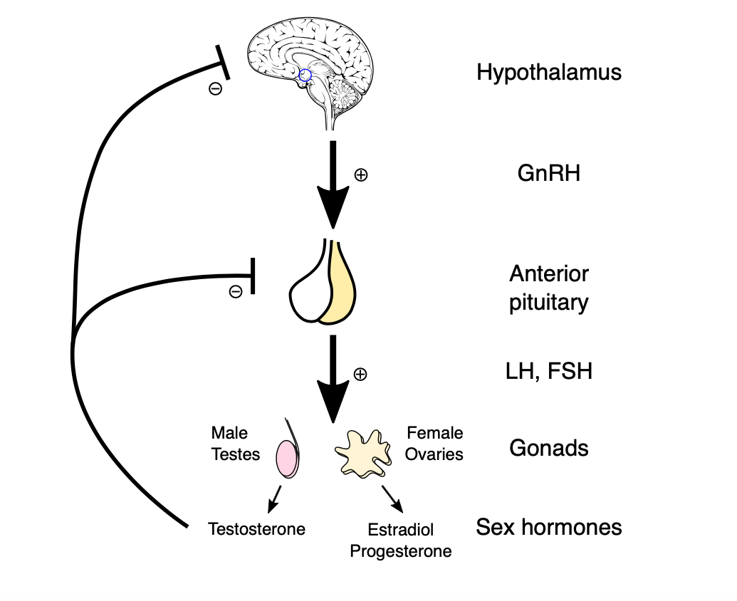 Autism and Hormonal Changes: Puberty and Beyond