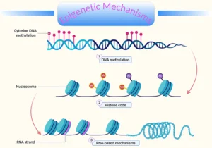 Autism and Epigenetics: How Environment Shapes Development