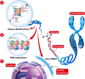 Epigenetics and Autism: How Environment Affects Genes