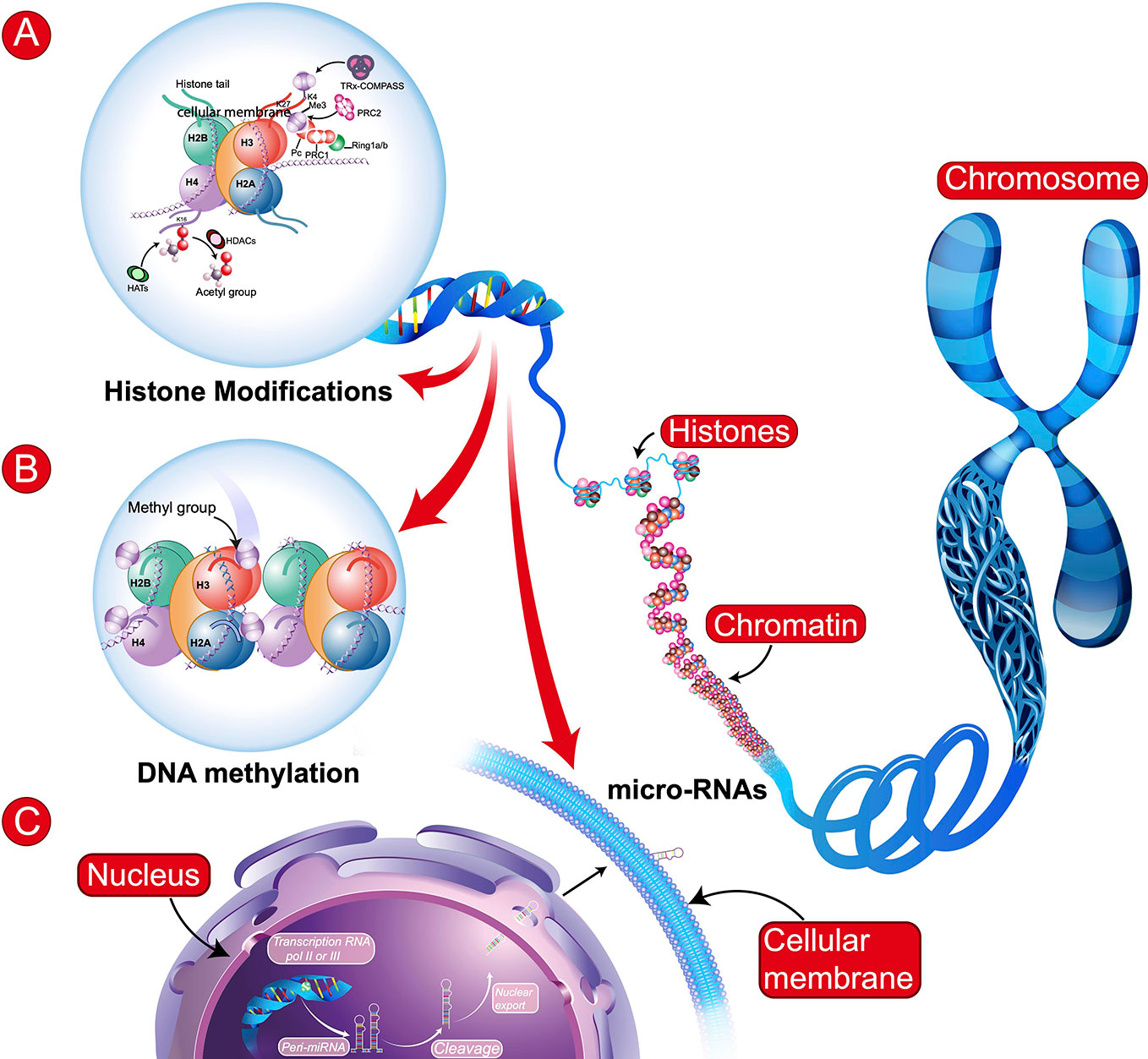 Epigenetics and Autism: How Environment Affects Genes