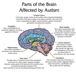 What Does Autism Mean? Breaking Down the Basics