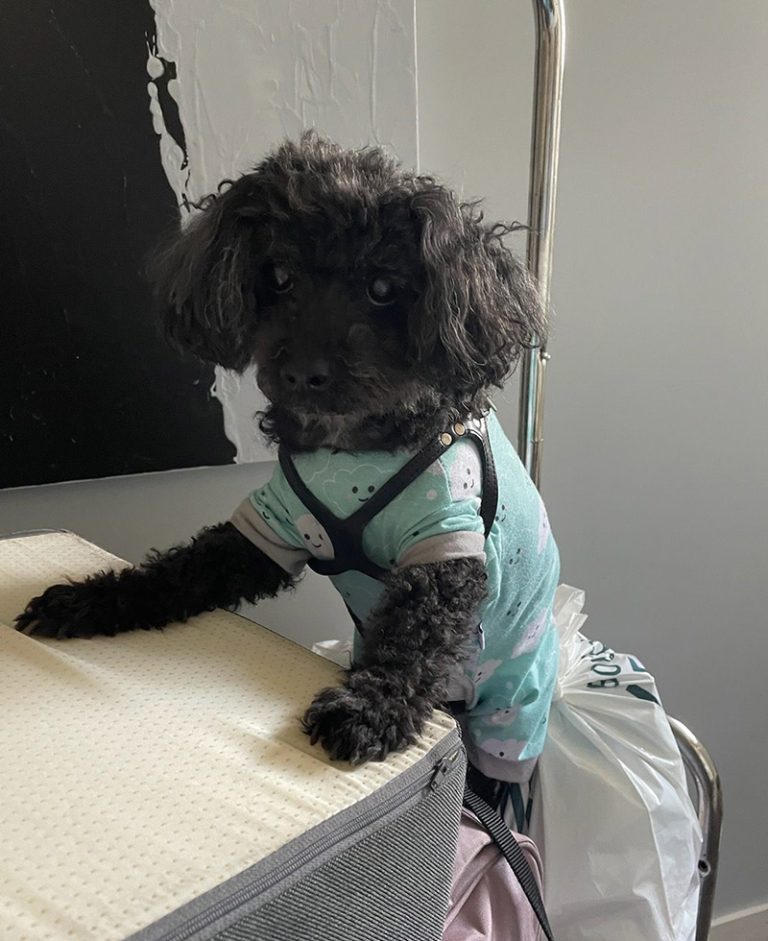 Autism and Pet Ownership: Benefits and Challenges
